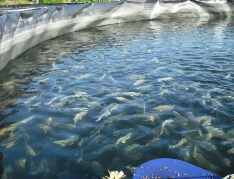 Geotanque para criadero de truchas