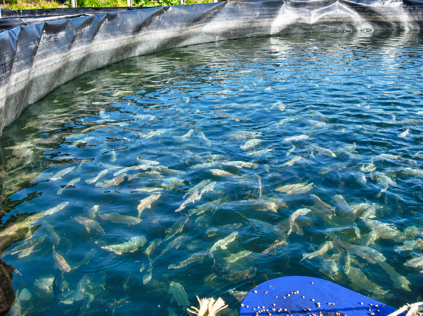 Geotanque para crianza de peces